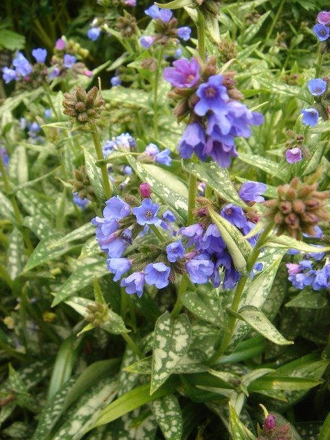 Pulmonaria longifolia